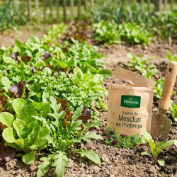 Graines de Mesclun de Printemps - Vilmorin