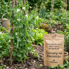 Graines de Pois demi-nain mangetout Carouby de Maussane - Vilmorin