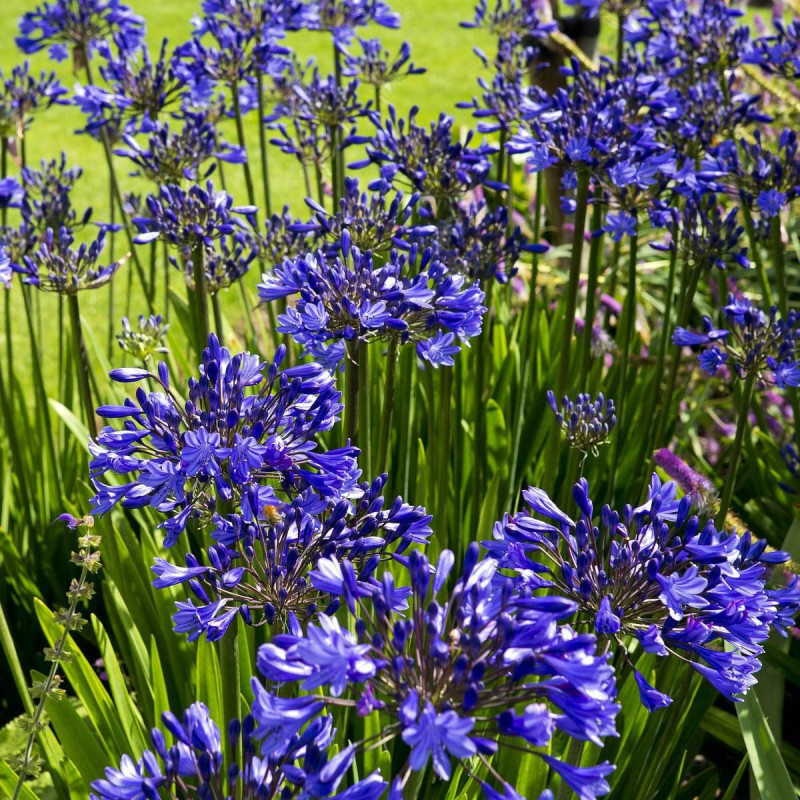 Agapanthe EVER SAPPHIRE® 'Andbin'