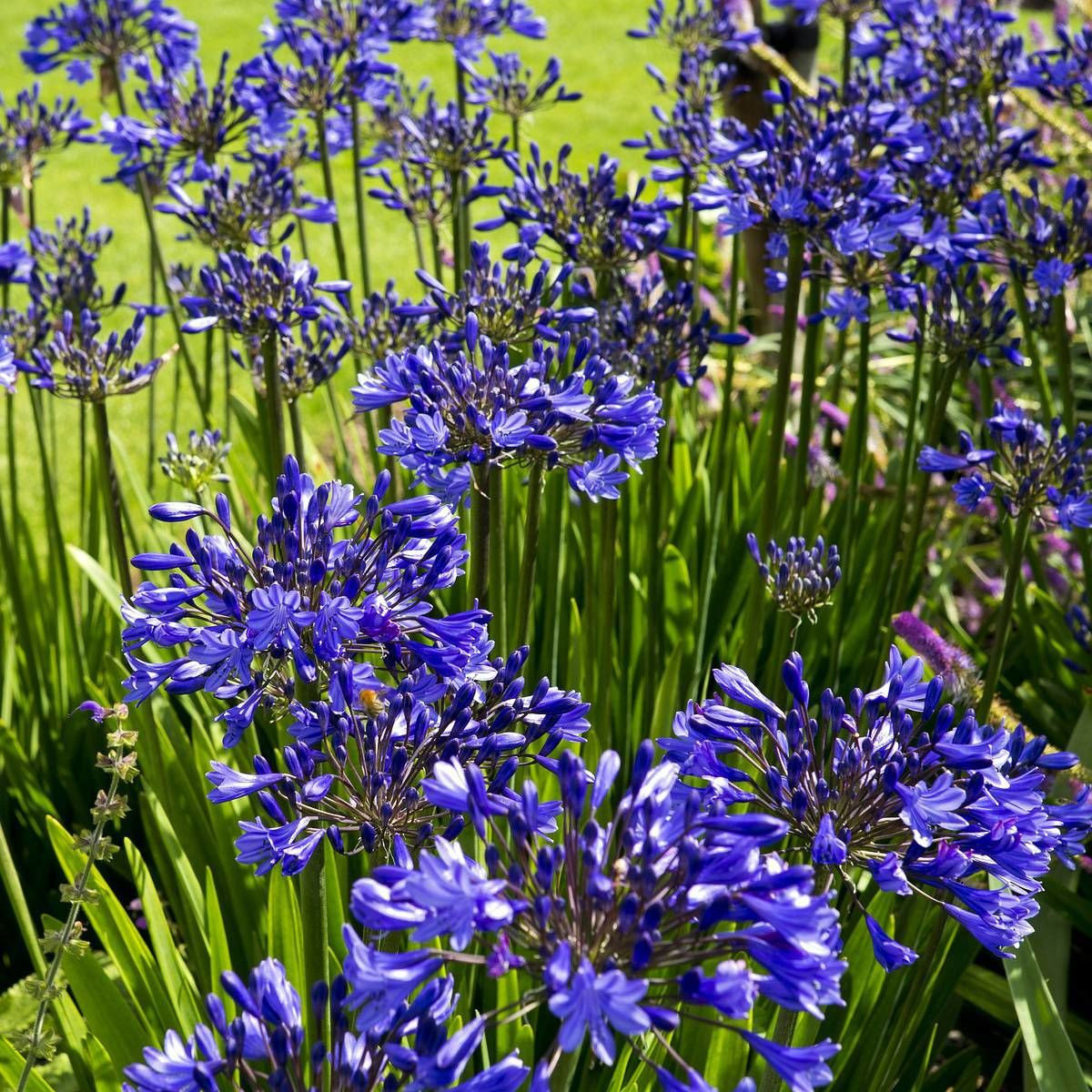 Agapanthe x Ever Sapphire® 'Andbrin'