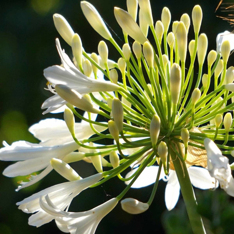 Agapanthe EVER WHITE® 'WP001'