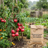 Graines de Tomate Rose de Berne - Sans traitement