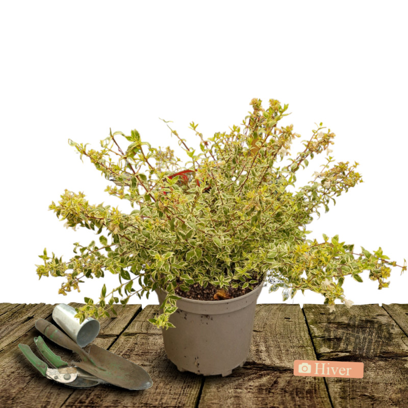 Abelia Psychedelik® 'Minabtc16', Abélia à grandes fleurs