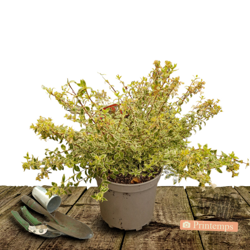 Abelia Psychedelik® 'Minabtc16', Abélia à grandes fleurs