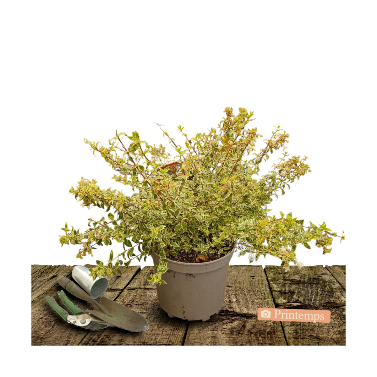 Abelia Psychedelik® 'Minabtc16', Abélia à grandes fleurs
