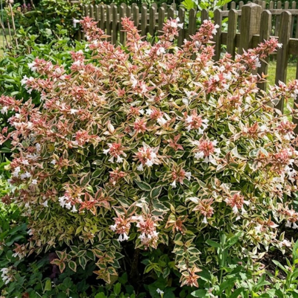 Abelia Psychedelik® 'Minabtc16', Abélia à grandes fleurs