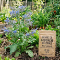 Graines de Bourrache officinale - Sans traitement
