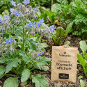 Graines de Bourrache officinale - Vilmorin