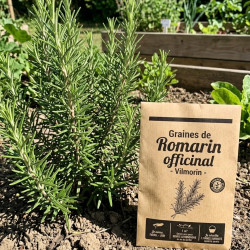 Graines de Romarin officinal - Vilmorin