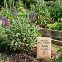 Graines de Sauge officinale
