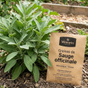 Graines de Sauge officinale - Vilmorin