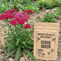 Graines d'Achillée millefeuille Cerise Queen