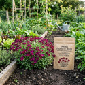 Graines d'Aubriete Rouge