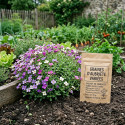 Graines d'Aubriete variées
