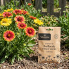 Graines de Gaillarde vivace variée - Vilmorin