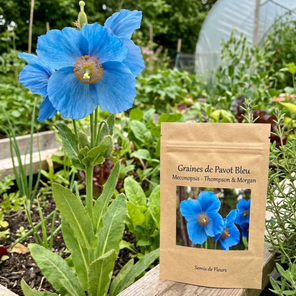 Graines de Pavot Bleu Meconopsis - Thompson & Morgan Graines de Pavot Bleu Meconopsis - Thompson & Morgan