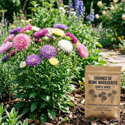 Graines de reine marguerite Comète variée