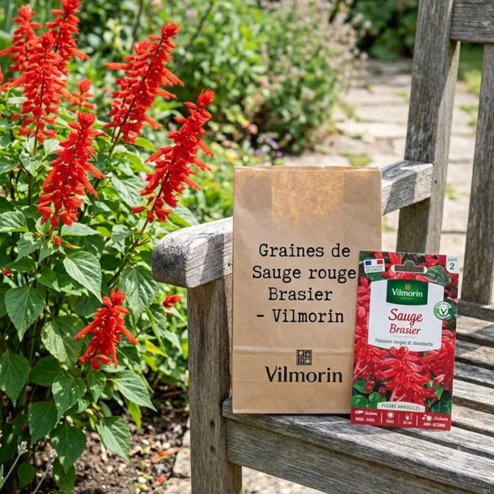 Graines de Sauge rouge Brasier - Vilmorin Graines de Sauge rouge Brasier - Vilmorin