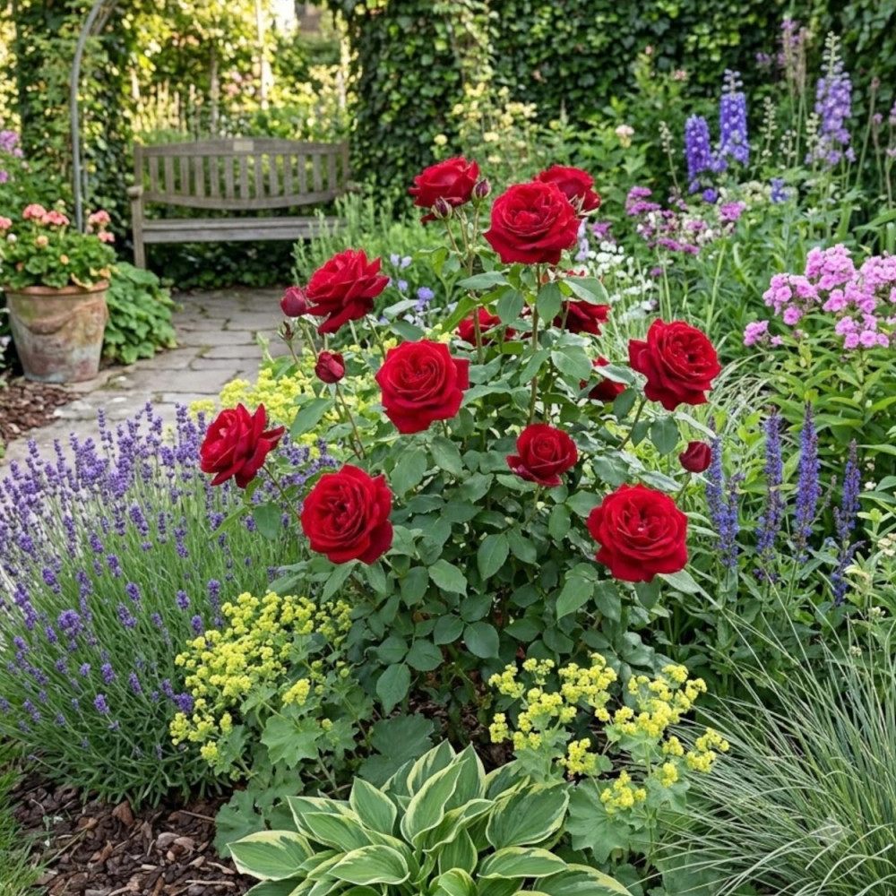 Rosier à grandes fleurs Botero® 'Meiafone'