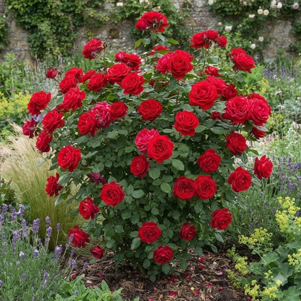 Rosier à grandes fleurs Botero® 'Meiafone'