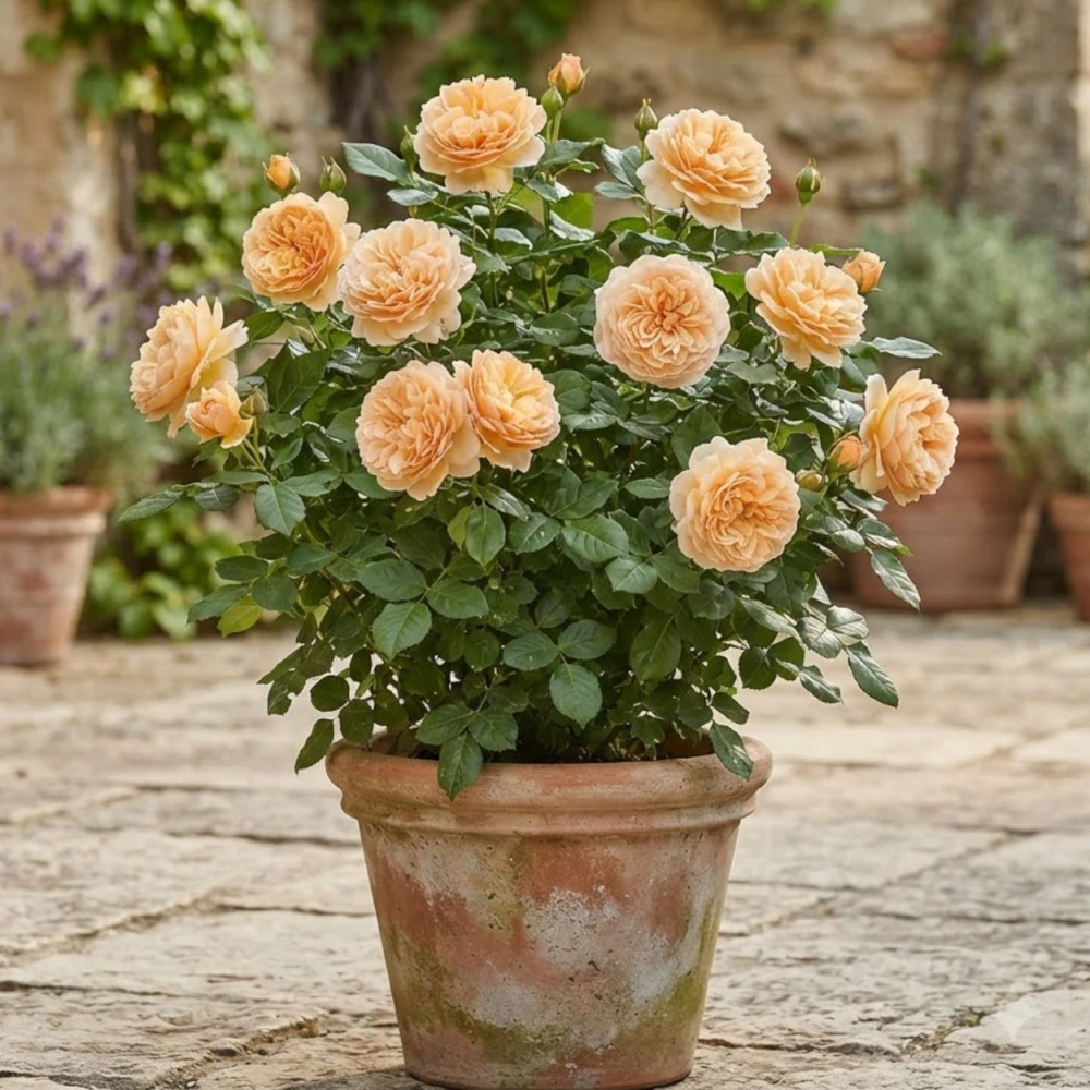 Rosier ancien Buff Beauty