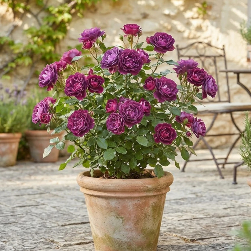Rosier à fleurs groupées Burgundy Ice® 'Prose'