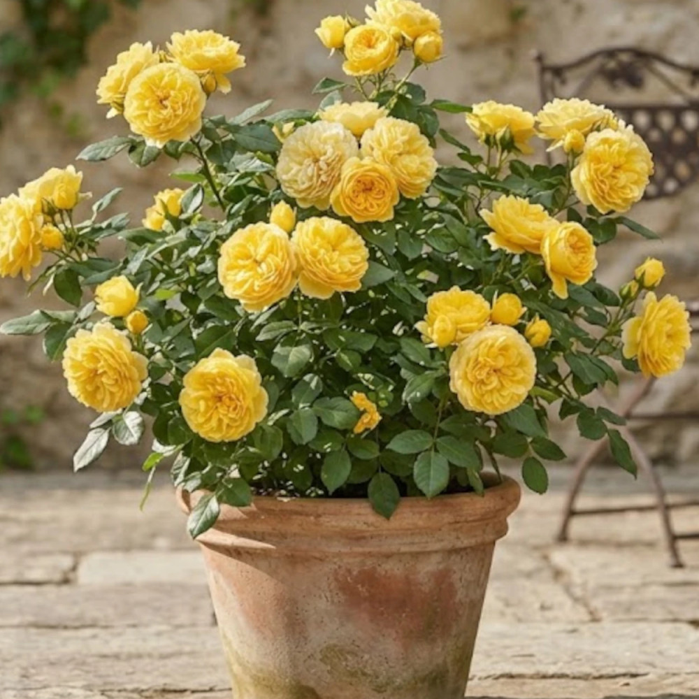 Rosier arbustif Carte D'Or® 'Meidresia' Rosier arbustif Carte D'Or® 'Meidresia'