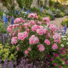 Rosier à fleurs groupées Centenaire de Lourdes® Rose \'Delge\'