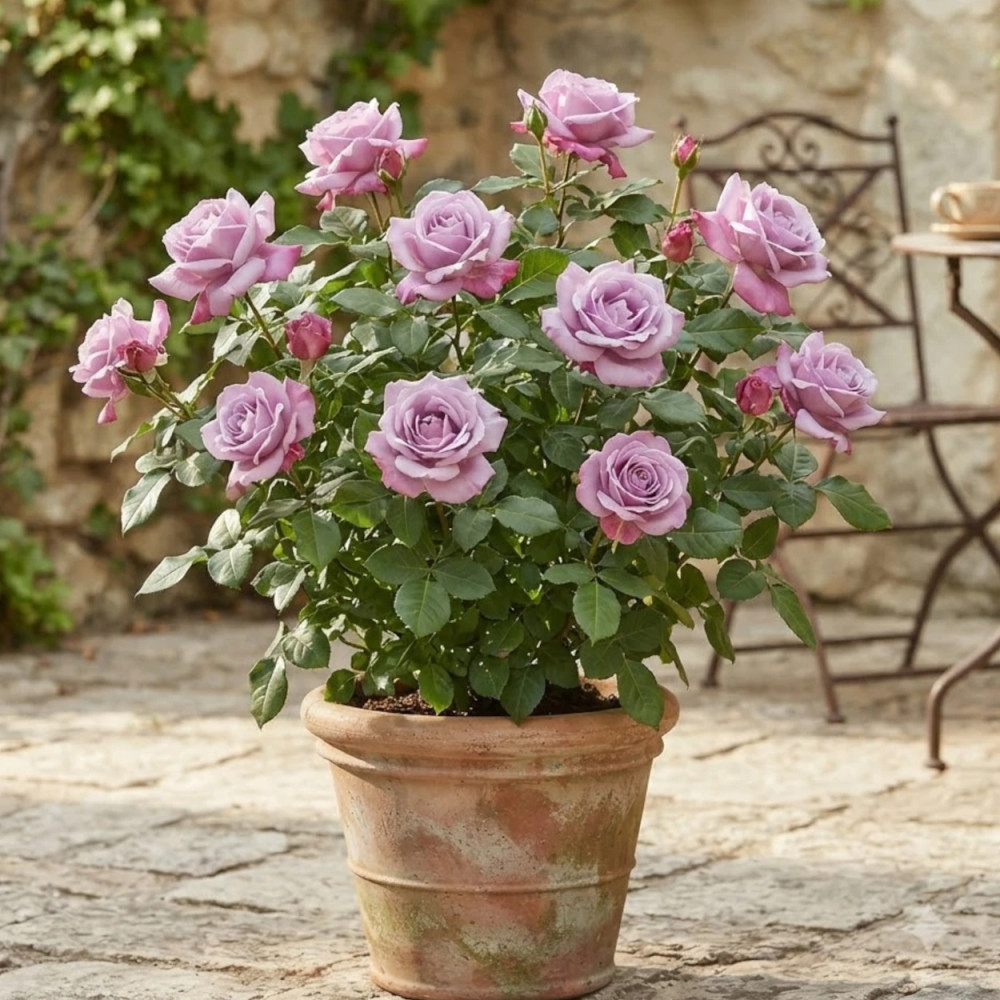 Rosier à grandes fleurs Charles De Gaulle® 'Meilanein' Rosier à grandes fleurs Charles De Gaulle® 'Meilanein'