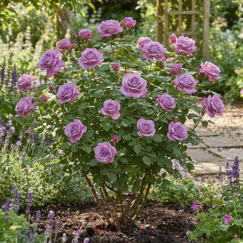 Rosier à grandes fleurs Claude Brasseur® 'Meibriacus'