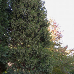 Cèdre à encens decurrens