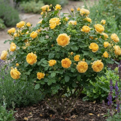 Rosier anglais Graham Thomas® 'Ausmas'