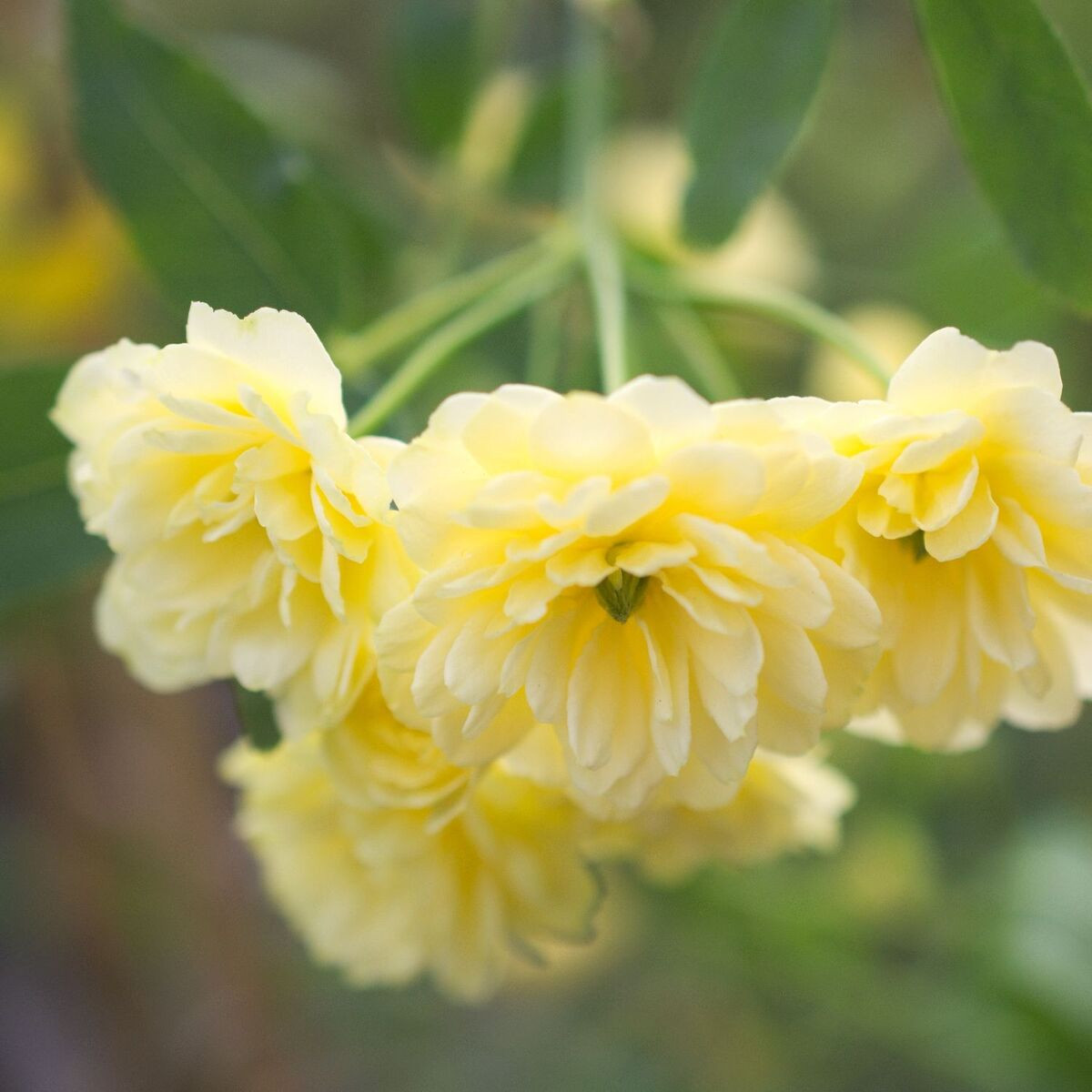 Rosier liane liane Banksiae Lutea