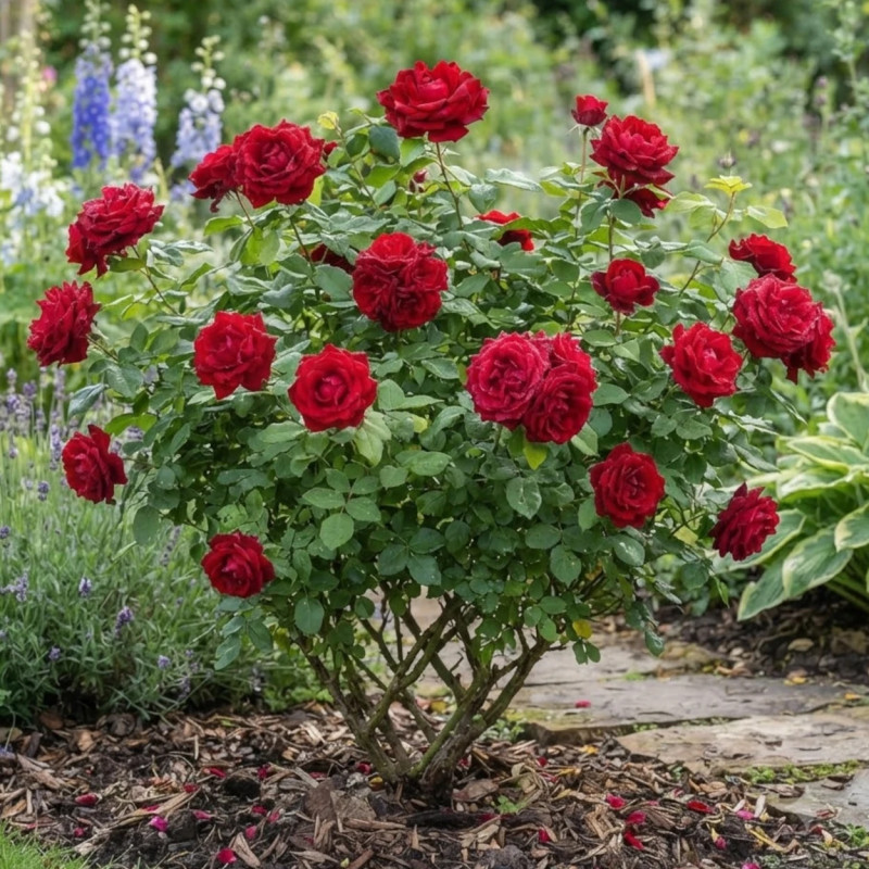 Rosier à grandes fleurs Ingrid Bergman® 'Poulman'