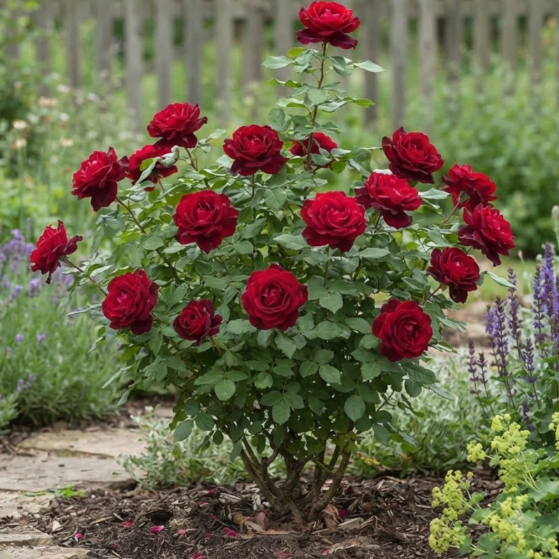 Rosier à grandes fleurs Jubilé Papa Meilland® 'Meiceazar'