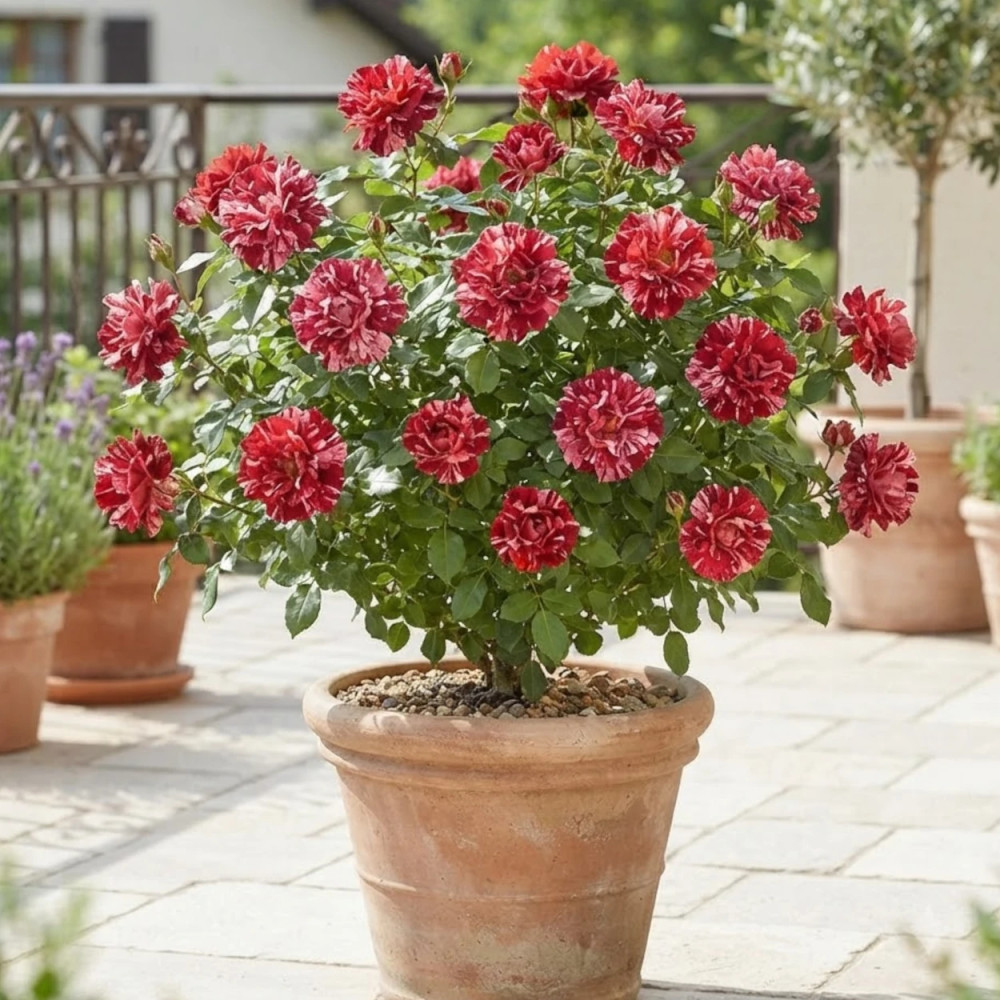 Rosier à fleurs groupées La reine de la Nuit® 'Delstrilum'