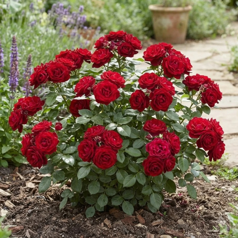Rosier arbustif Niccolo Paganini® 'Meicairma'
