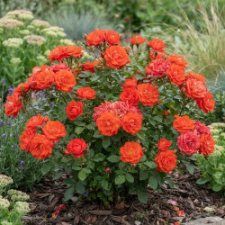 Rosier à fleurs groupées Orange Sensation