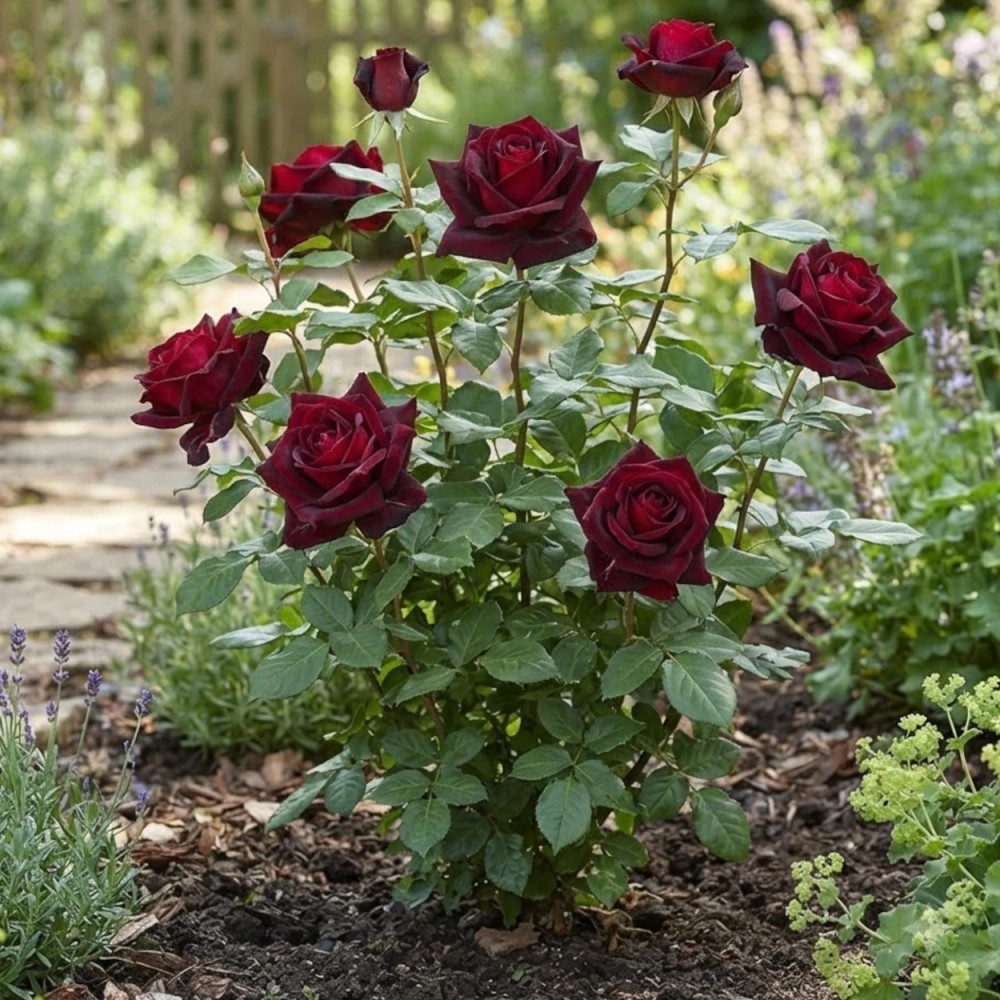 Rosier à grandes fleurs Papa Meilland® 'Meicesar'