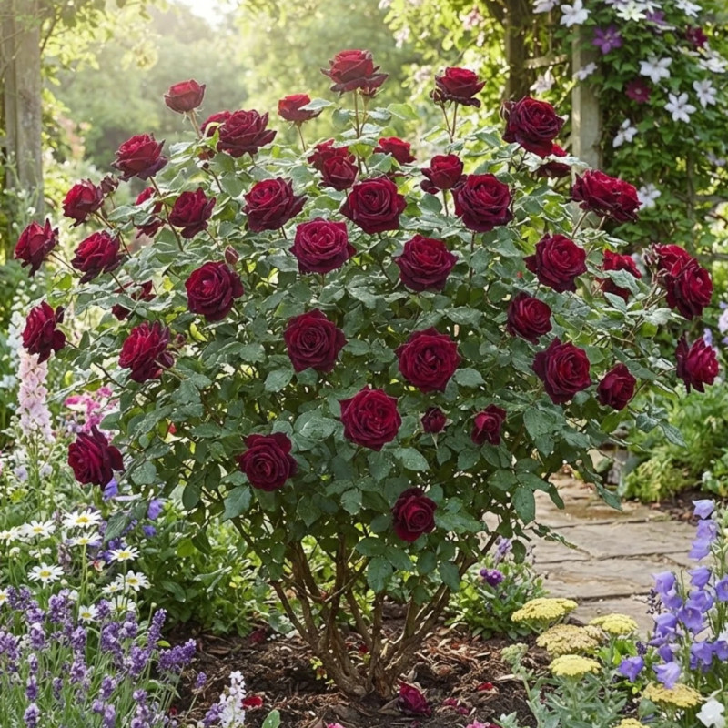 Rosier à grandes fleurs Papa Meilland® 'Meicesar'