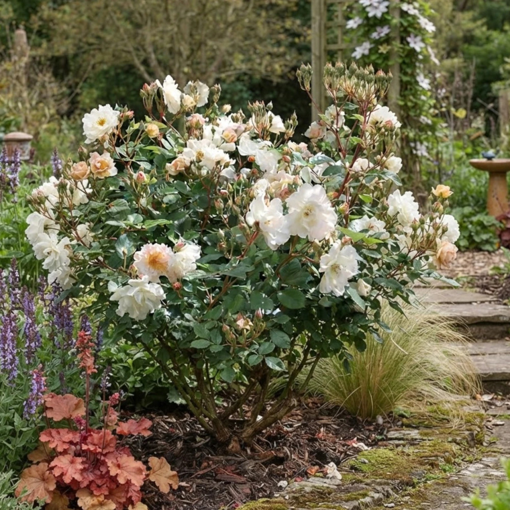 Rosier à fleurs groupées Pénélope