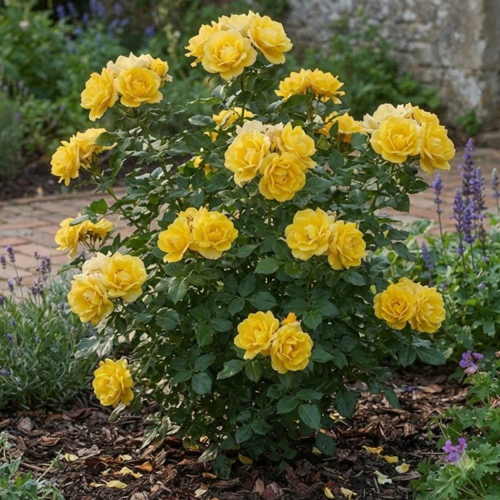 Rosier à fleurs groupées Rayon De Soleil® 'Meianycid'