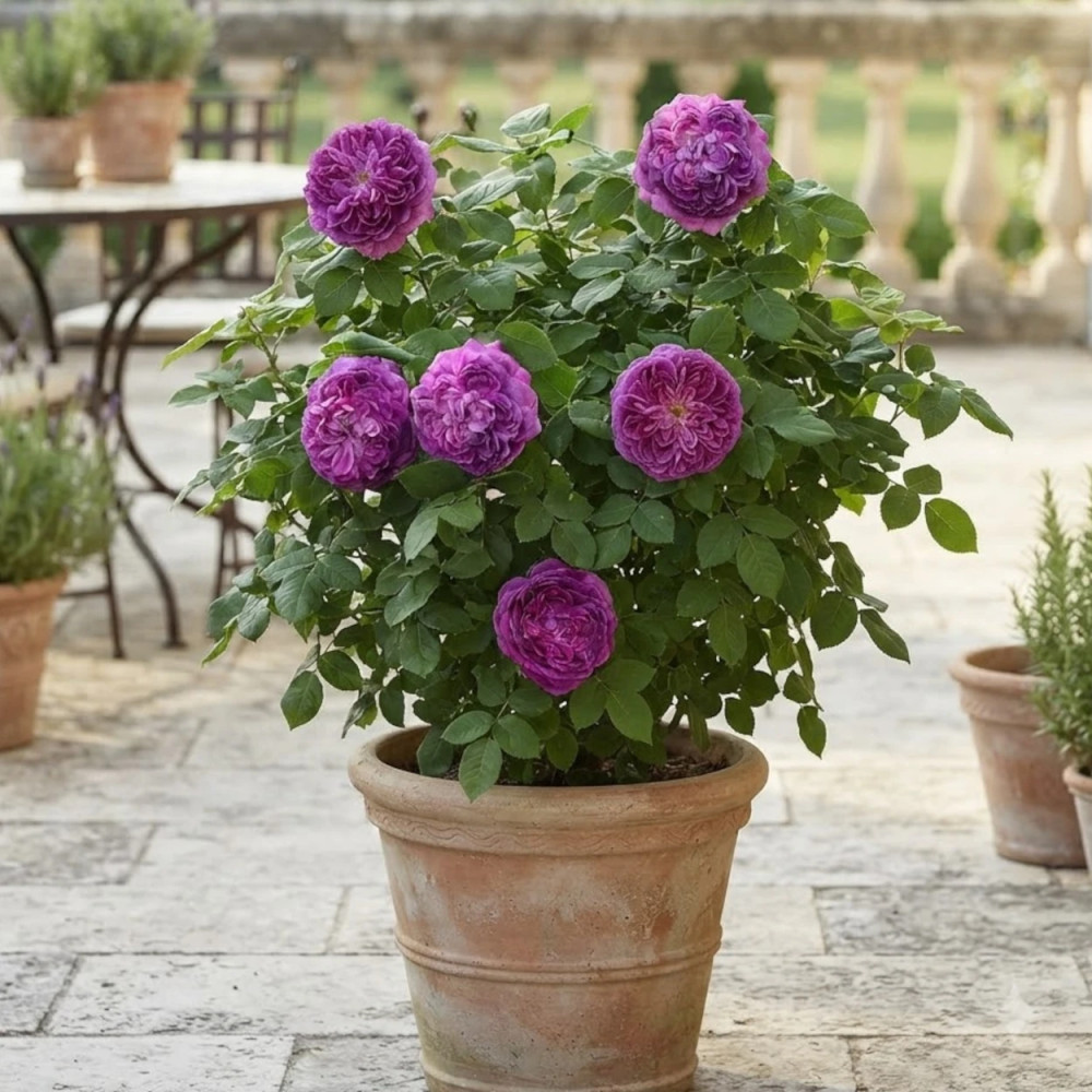 Rosier ancien Reine des Violettes