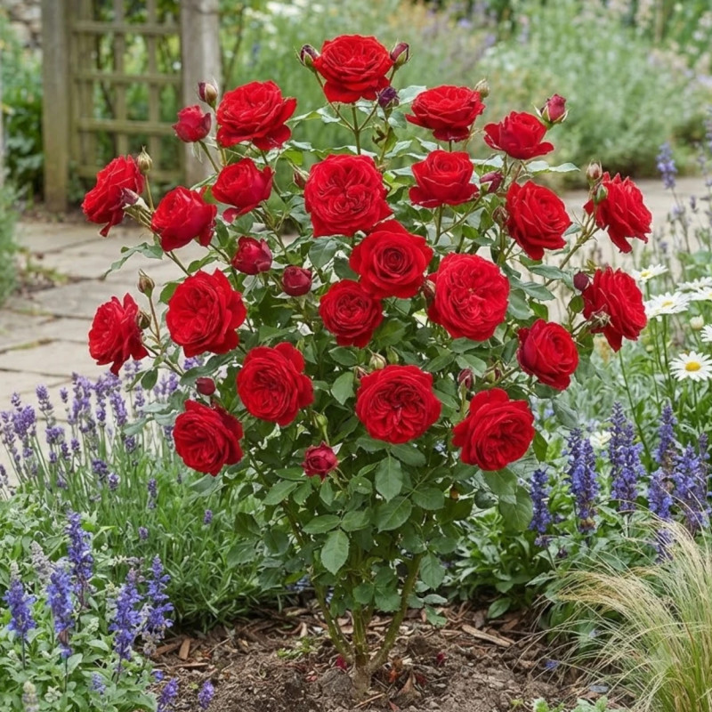 Rosier à fleurs groupées République de Montmartre® 'Delparfrou'