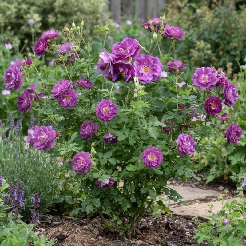 Rosier à fleurs groupées Rhapsody in Blue® 'Frantasia'