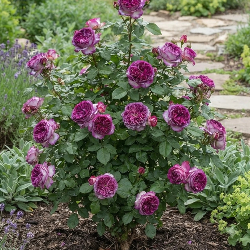 Rosier à grosses fleurs Thierry Marx® 'Delviopar'