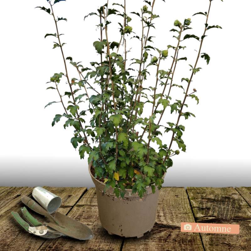Hibiscus French Cabaret® Pink 'MINDOUPI7', Althéa
