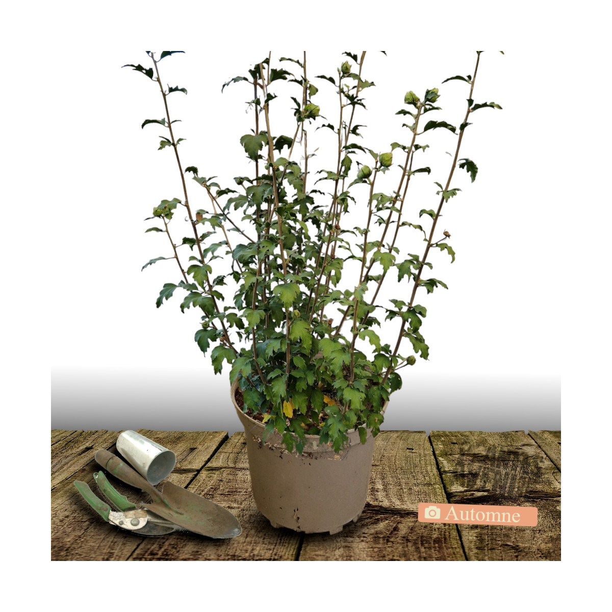 Hibiscus French Cabaret® Pink 'MINDOUPI7', Althéa