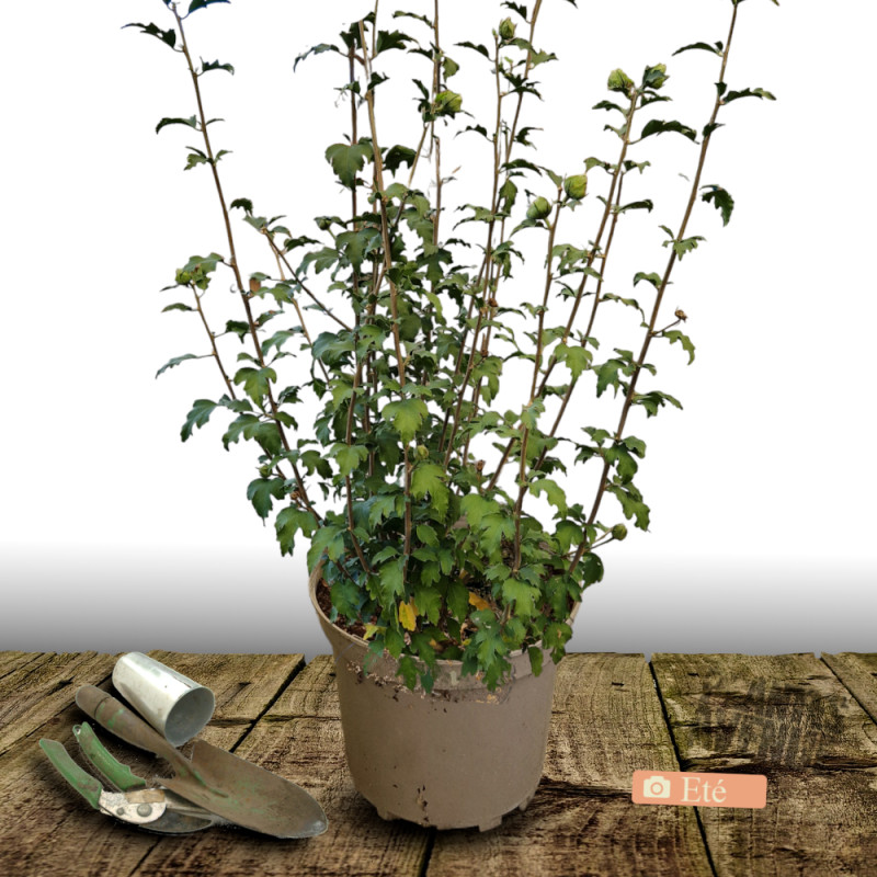 Hibiscus French Cabaret® Pink 'MINDOUPI7', Althéa