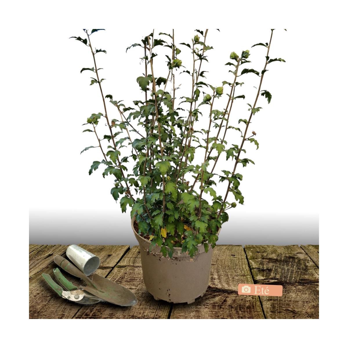 Hibiscus French Cabaret® Pink 'MINDOUPI7', Althéa
